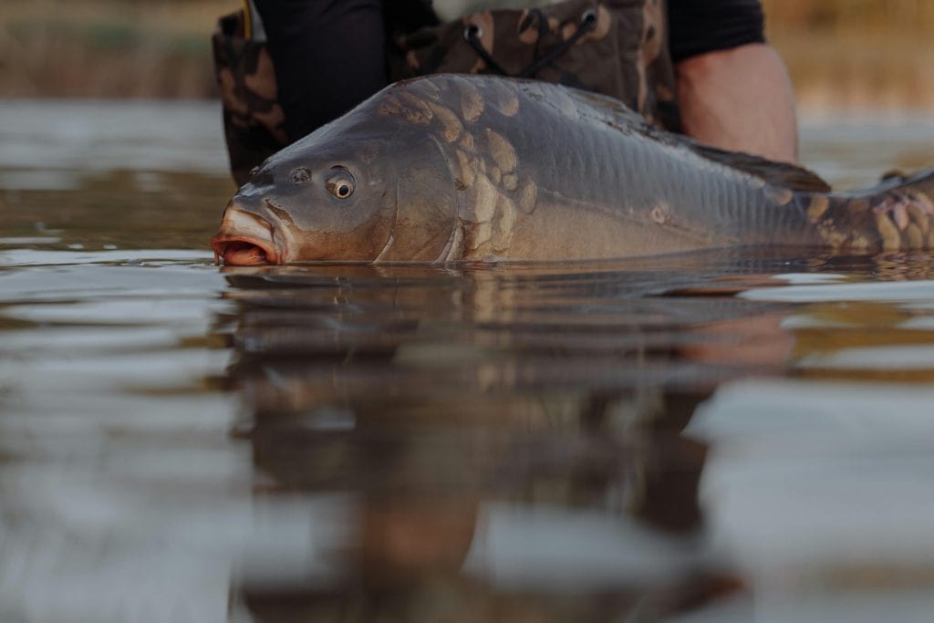 Carp control virus back on the radar