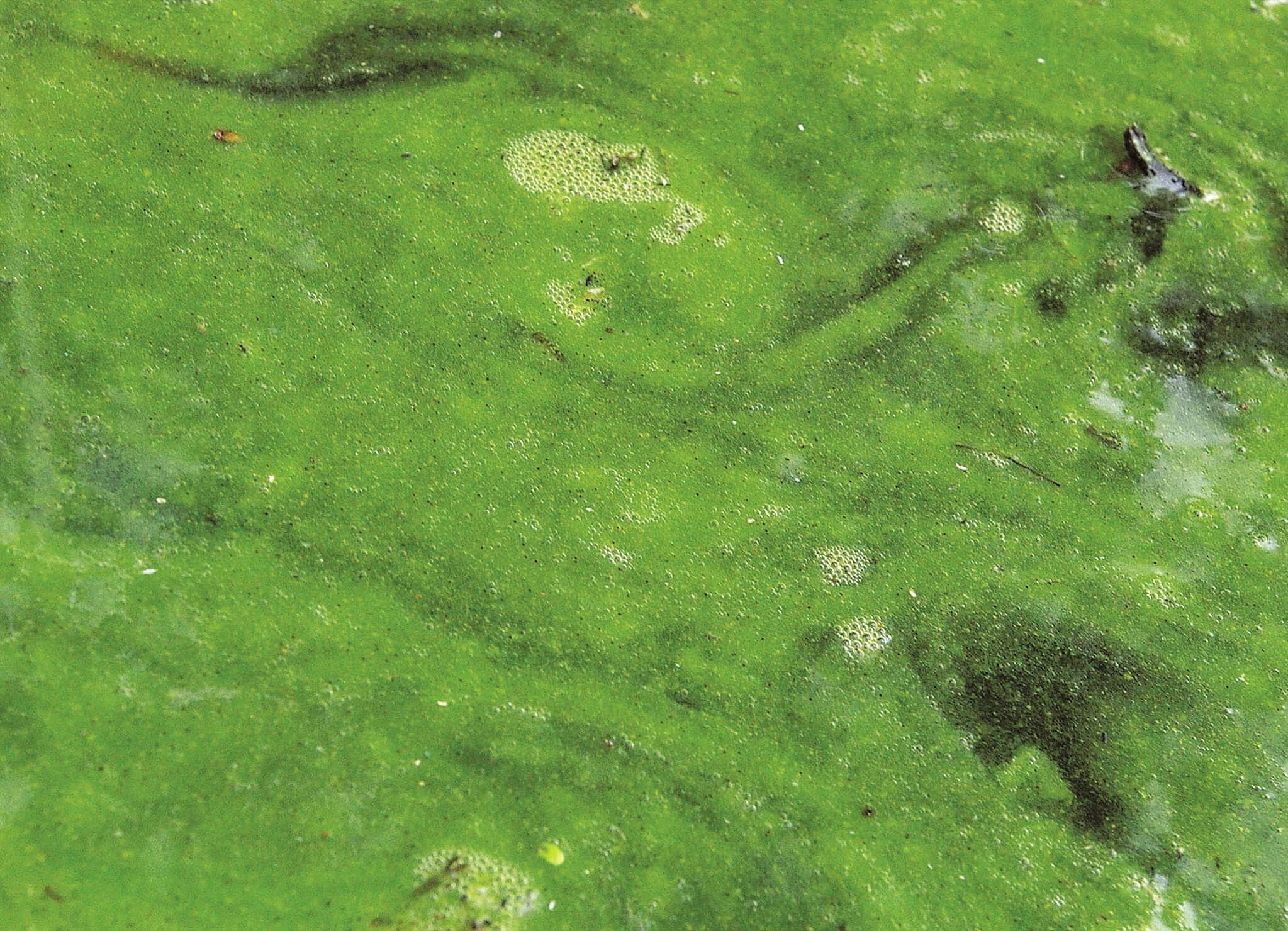 Green Algae