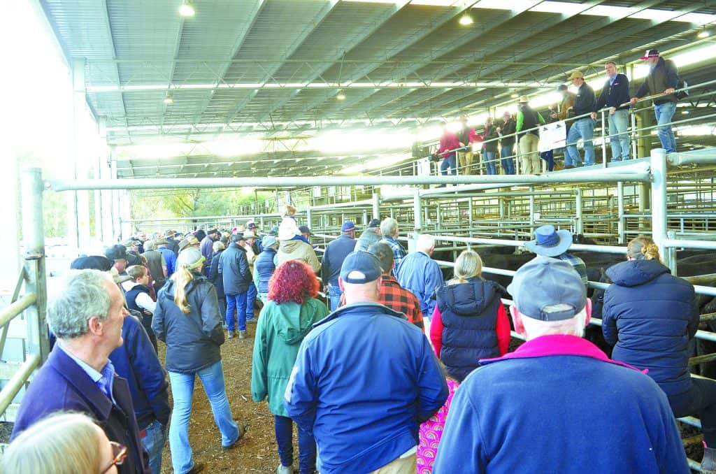 Yea Saleyards: Lighter cattle sell better at June store sale