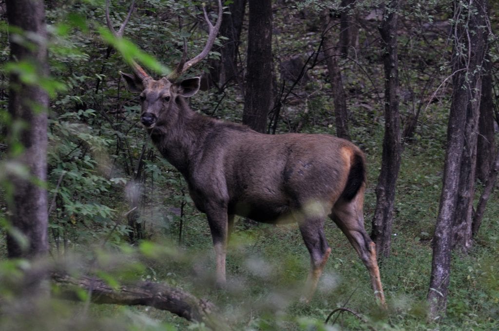Deer harvest report 2025: Alexandra ranks in most popular hunting areas