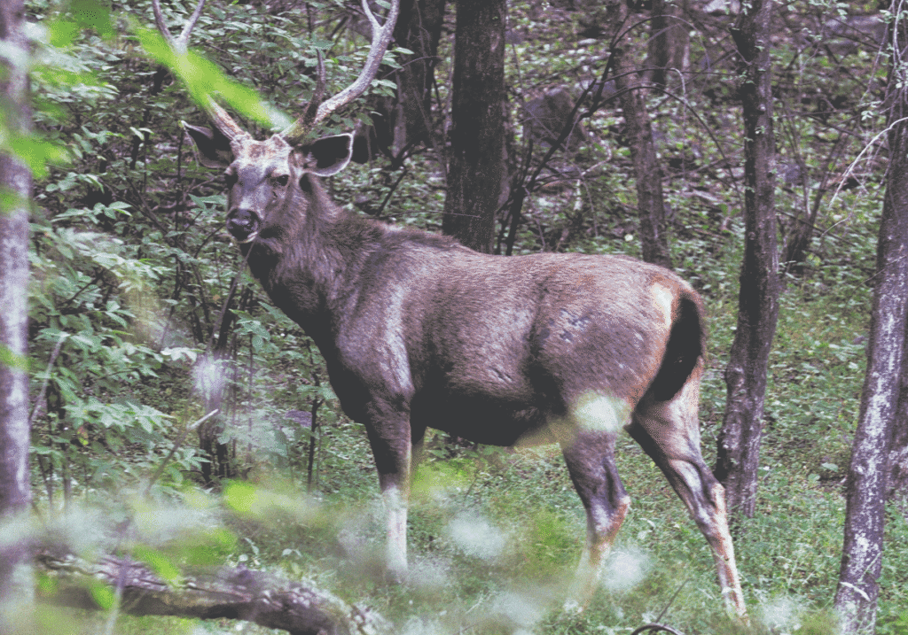 2024 deer harvest report now available