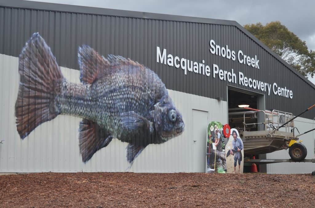 Snobs Creek Hatchery Open Day shows crowds around new Macquarie Perch Recovery Centre