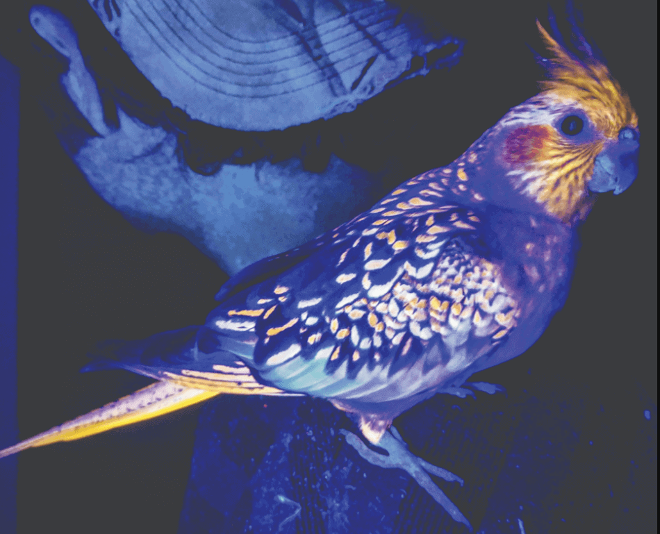 Many Australian animals display biofluorescence