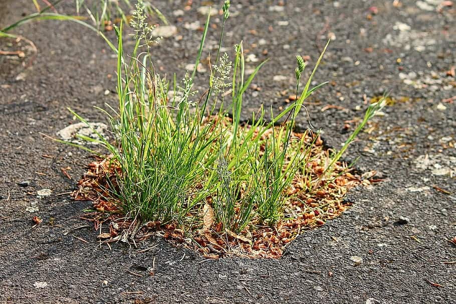 asphalt-grass-road-plant