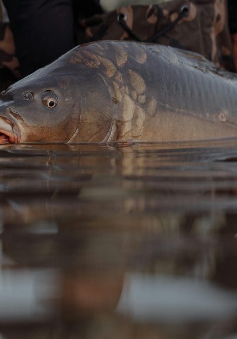 Carp control virus back on the radar