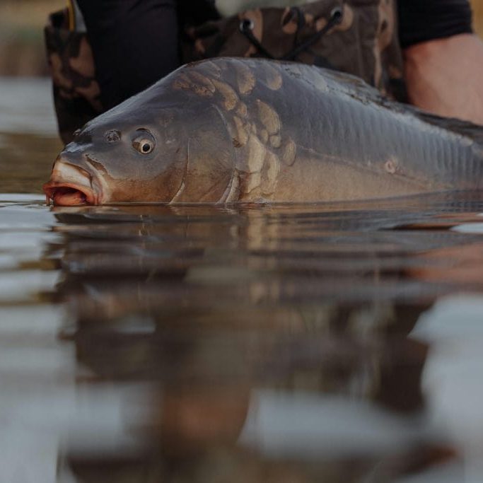 Carp control virus back on the radar