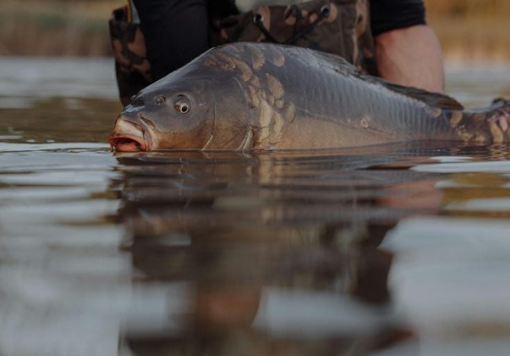 Carp control virus back on the radar