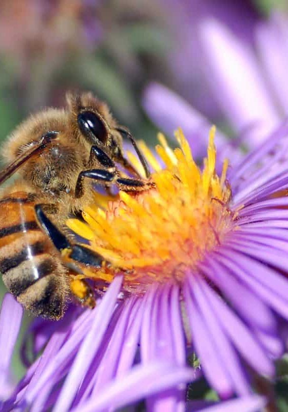 Varroa mite detected in shire