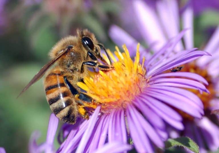 Varroa mite detected in shire