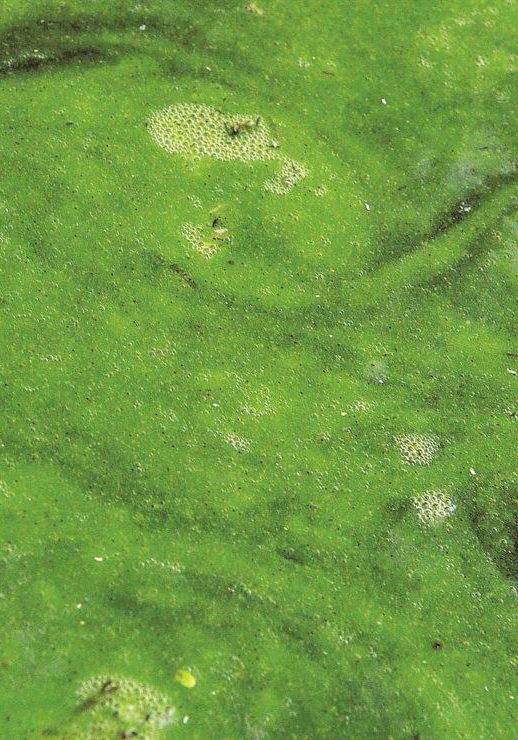 Green Algae Green Algae