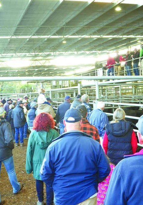 Yea Saleyards: Lighter cattle sell better at June store sale