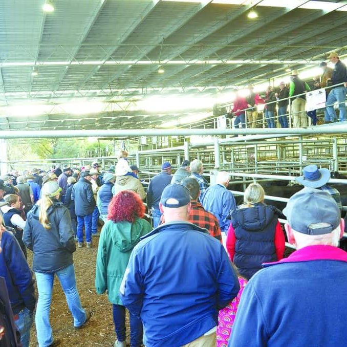 Yea Saleyards: Lighter cattle sell better at June store sale