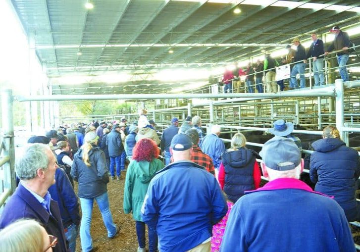 Yea Saleyards: Lighter cattle sell better at June store sale