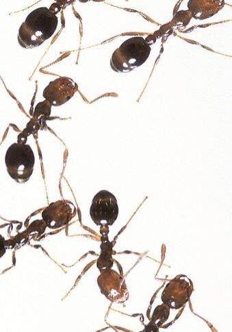 Fire Ants Fire Ants