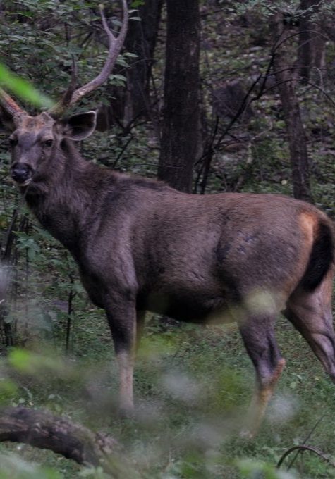 Deer harvest report 2025: Alexandra ranks in most popular hunting areas