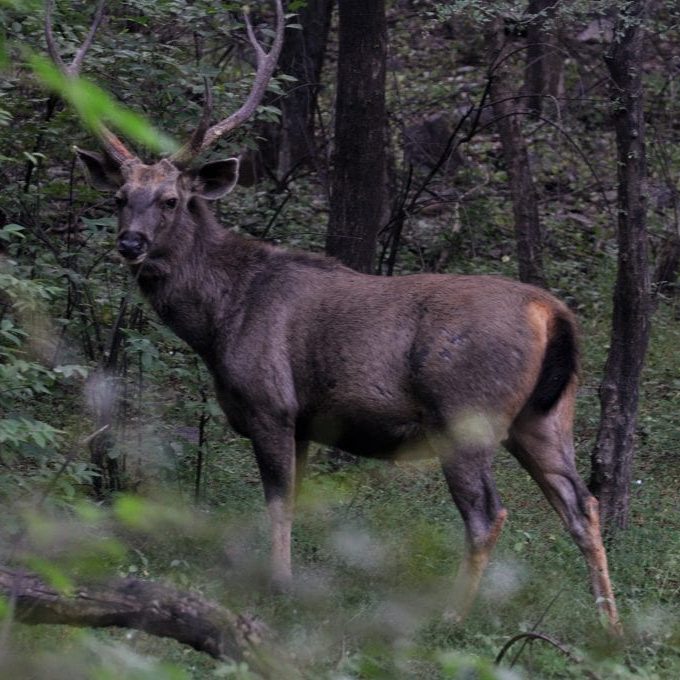 Deer harvest report 2025: Alexandra ranks in most popular hunting areas