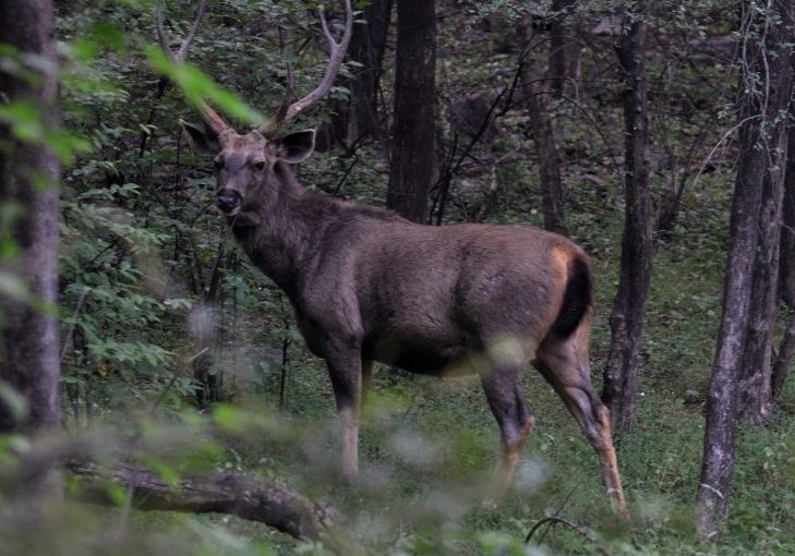 Deer harvest report 2025: Alexandra ranks in most popular hunting areas