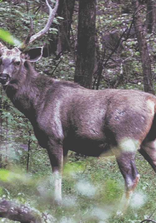 2024 deer harvest report now available