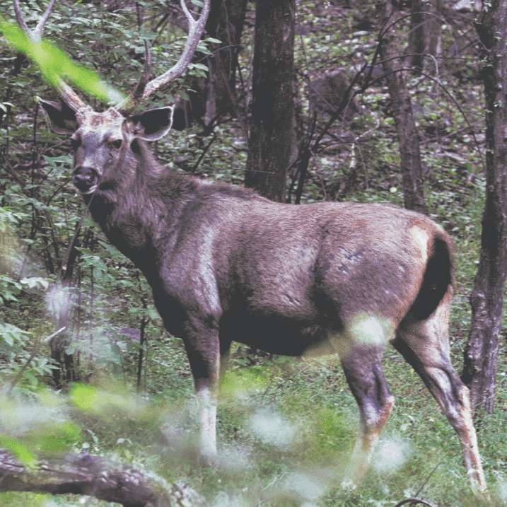 2024 deer harvest report now available