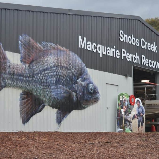 Snobs Creek Hatchery Open Day shows crowds around new Macquarie Perch Recovery Centre