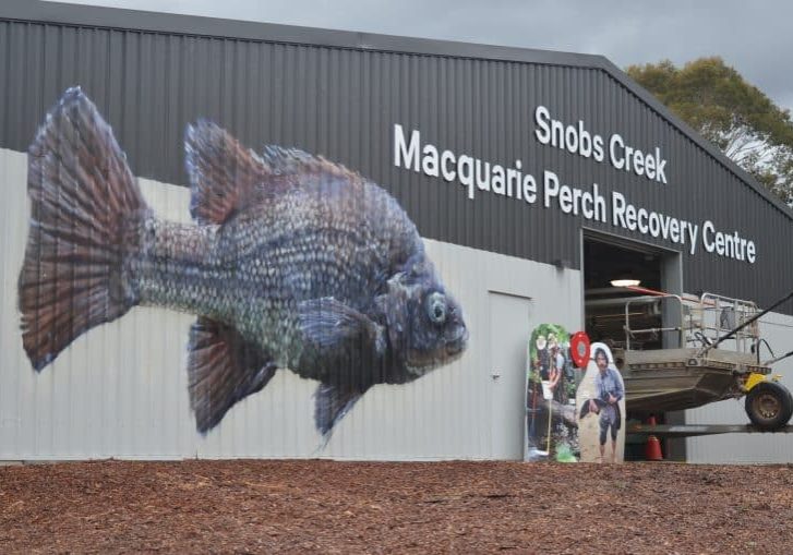 Snobs Creek Hatchery Open Day shows crowds around new Macquarie Perch Recovery Centre