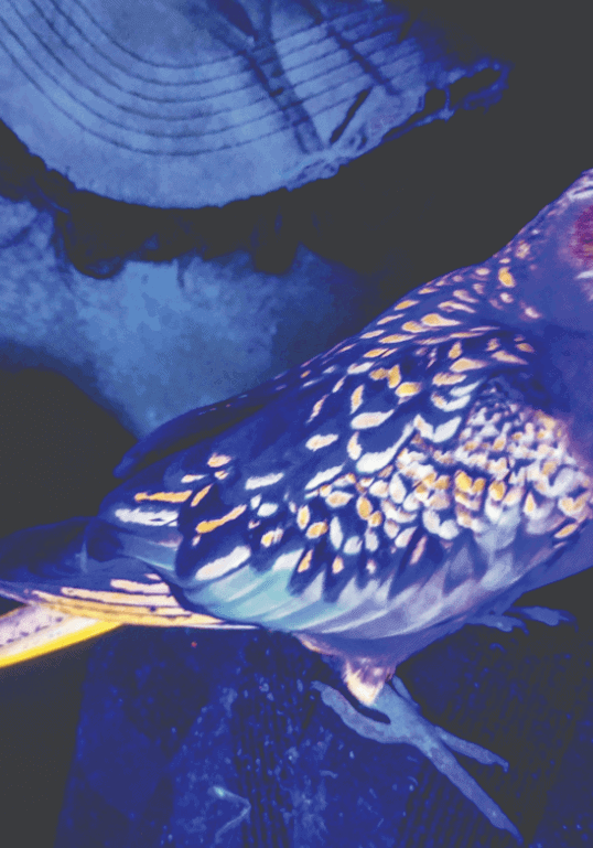Many Australian animals display biofluorescence Many Australian animals display biofluorescence