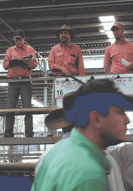 Sunny weather for cattle sales at Yea Sunny weather for cattle sales at Yea
