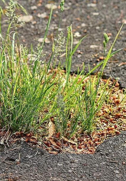 asphalt-grass-road-plant