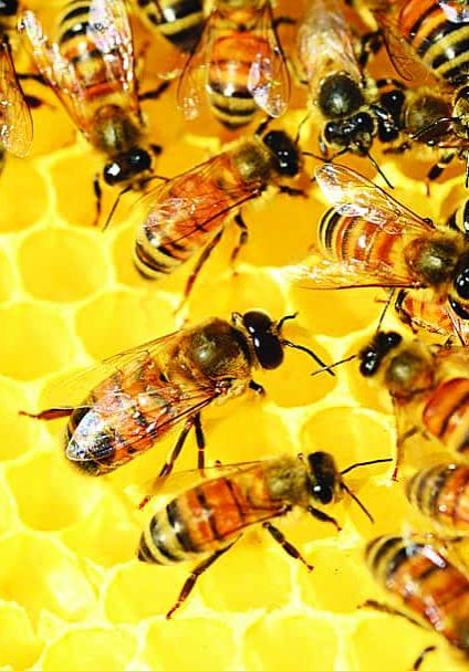 bee bee