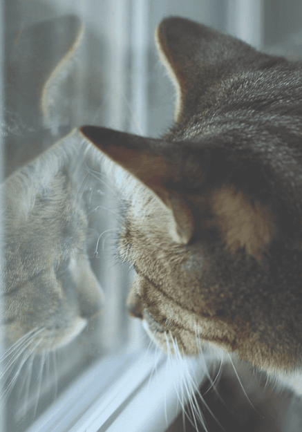 Who let the cats out? Who let the cats out?