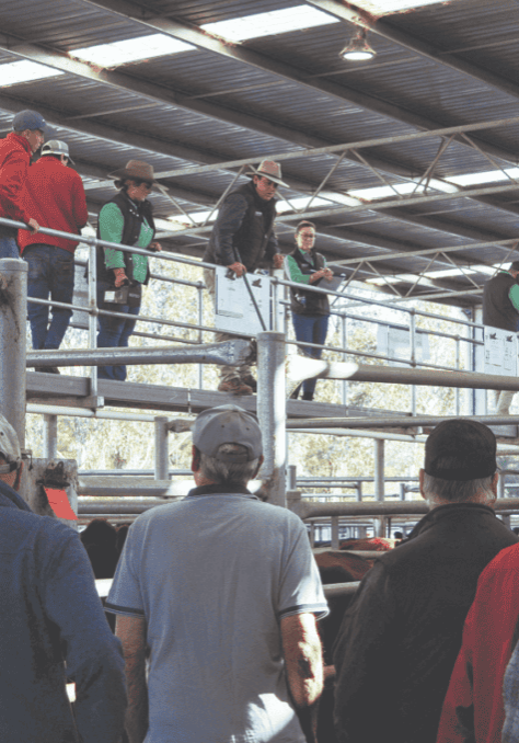 Positive prices at April cattle sale in Yea Positive prices at April cattle sale in Yea