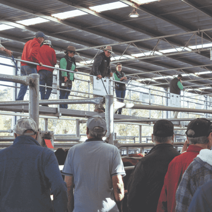 Positive prices at April cattle sale in Yea Positive prices at April cattle sale in Yea