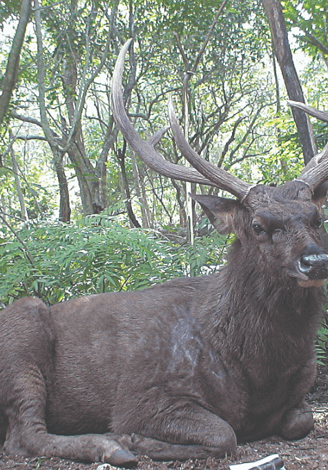 Want more national parks deer? Want more national parks deer?
