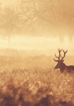The price is deer