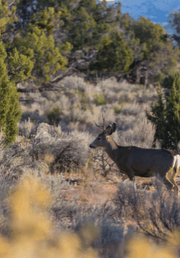 The deer issue is getting worse and something needs to be done