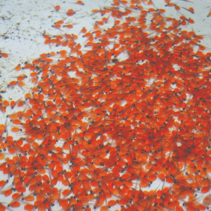 Snobs Creek Hatchery holds annual open day Snobs Creek Hatchery holds annual open day