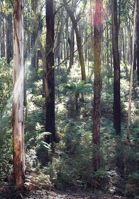 VicForests VicForests