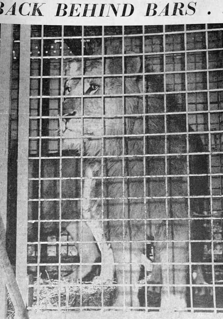 lion lion