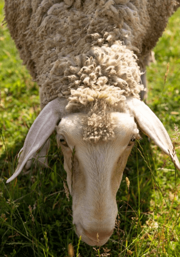 Monta-ewes versus Cow-pulets: Murrindindi Shire's agriculture industry Monta-ewes versus Cow-pulets: Murrindindi Shire's agriculture industry