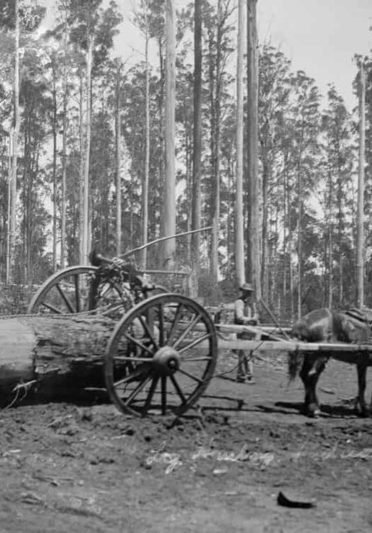 logging