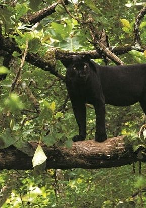panther panther