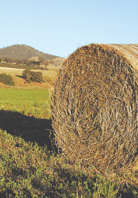 Scammers fake hay while the sun shines Scammers fake hay while the sun shines