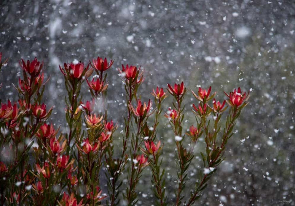 snow snow