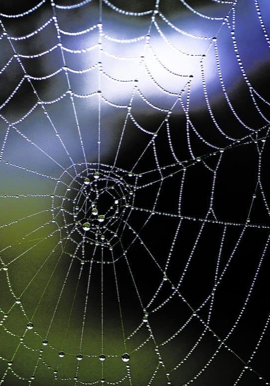 spider spider