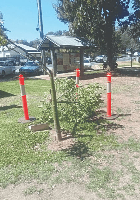 Tree destroyed in Rotary Park Tree destroyed in Rotary Park