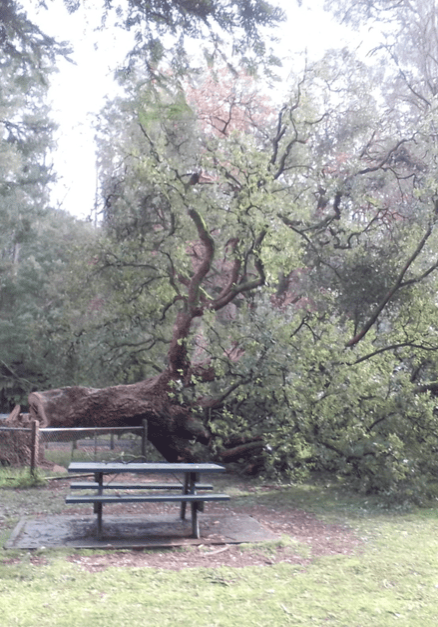 tree3 tree3