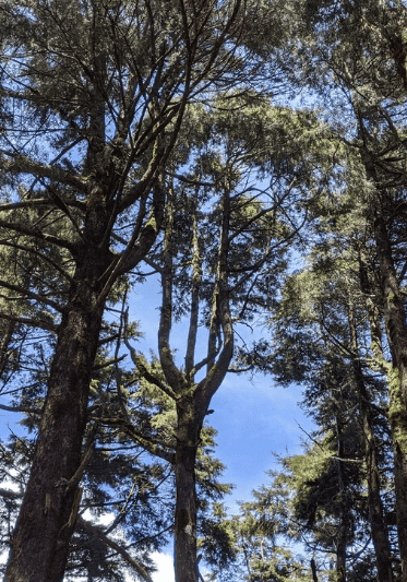 The future of the Central Highlands' forests discussed in Parliament The future of the Central Highlands' forests discussed in Parliament