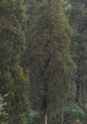 trees trees