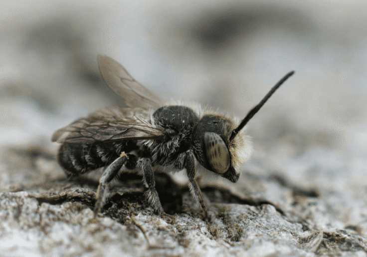 Be careful as European Wasps are buzzing around