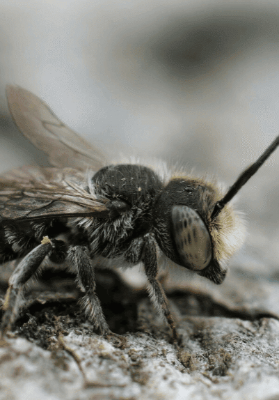 Be careful as European Wasps are buzzing around